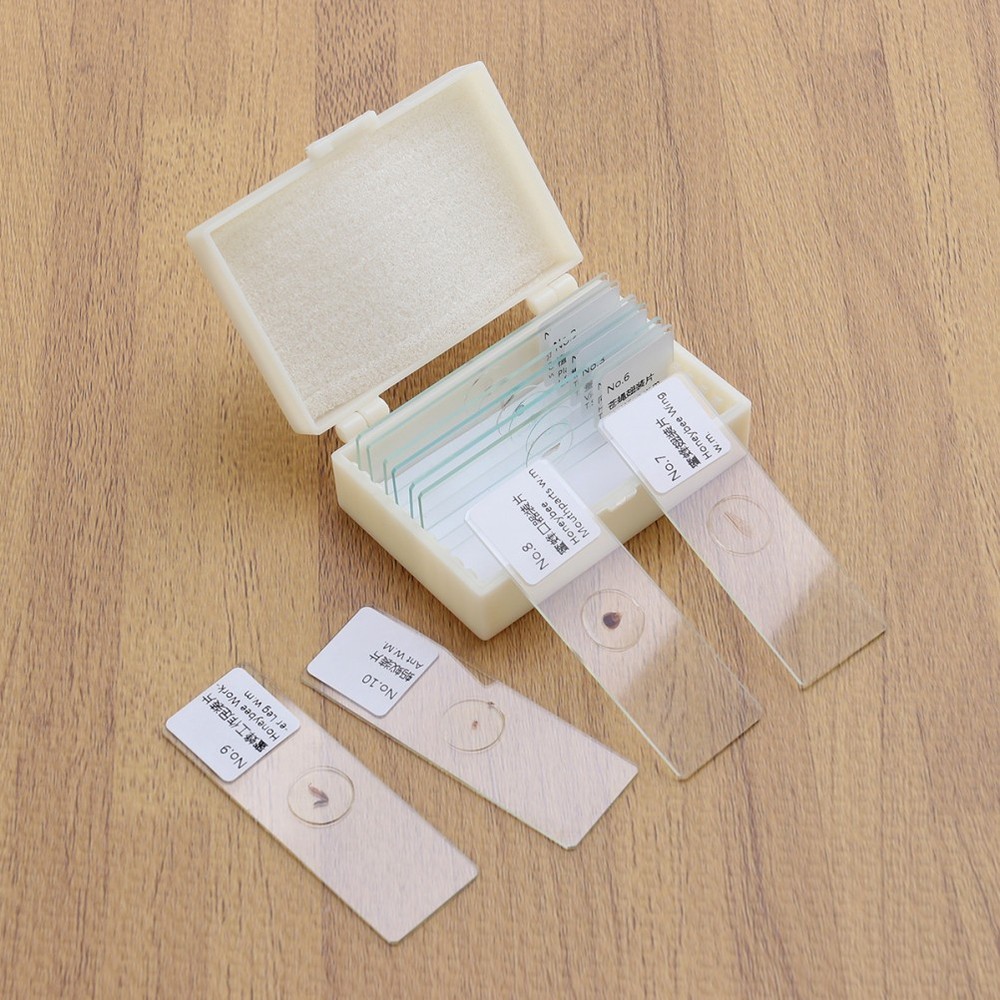 10 PCS/Set Microscope Slides with Specimens Plants Kids Insect Observation Tool