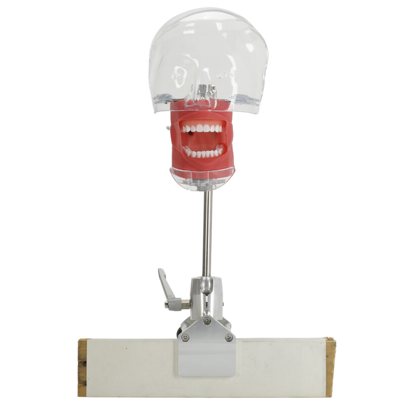 Dental Simulator Manikin Phantom Head Model Teeth Model for Training & Practice