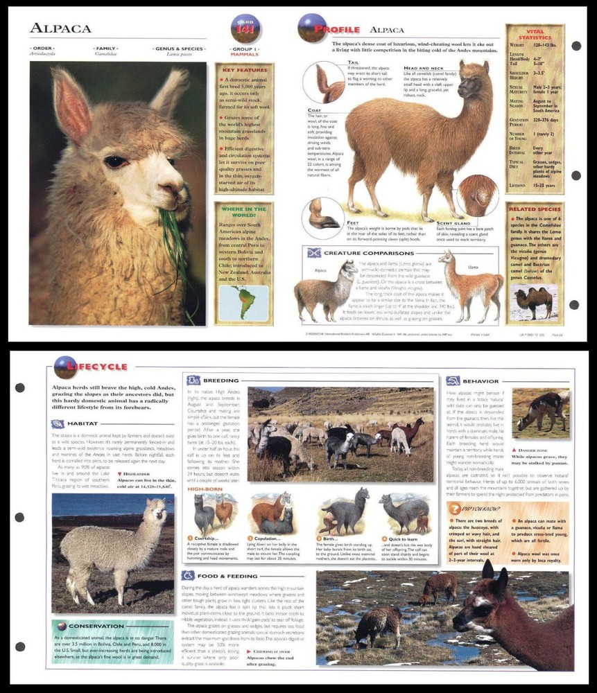 Fold-Out Sheet - Alpaca - 141