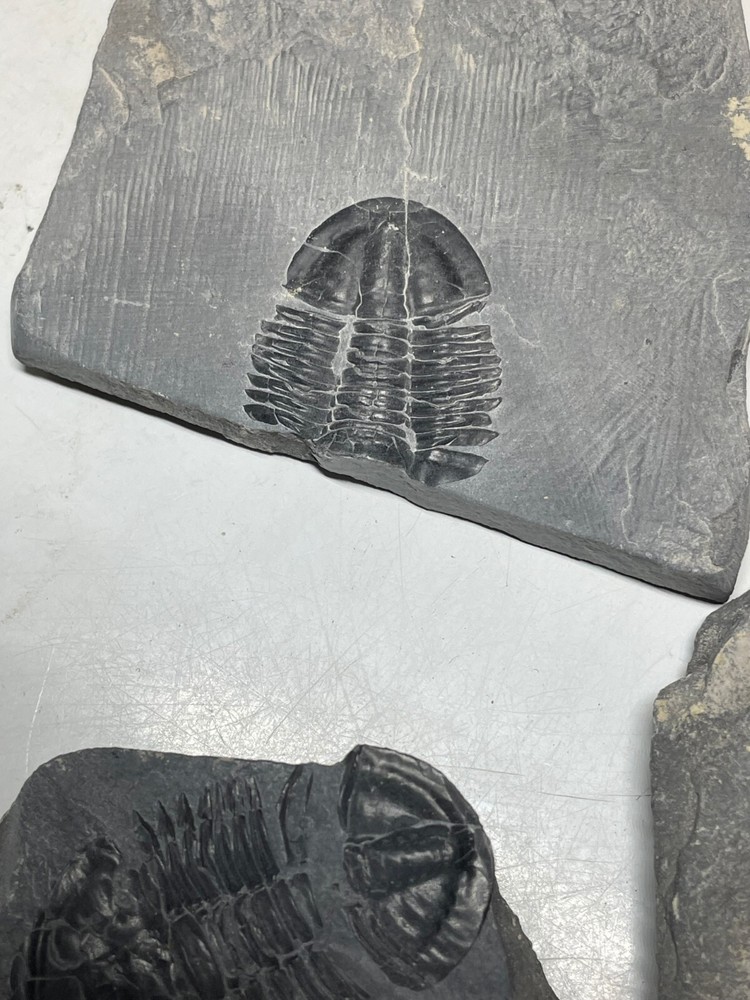 FIVE ASAPHICUS PARTIALS ON MATRIX