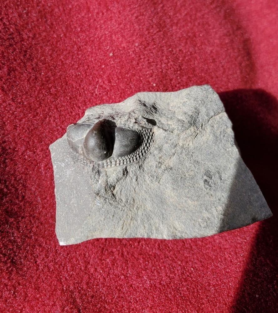 Fossil Trilobites Ceraurus And Cryptolithus Bellulus Head On Matrix Quebec