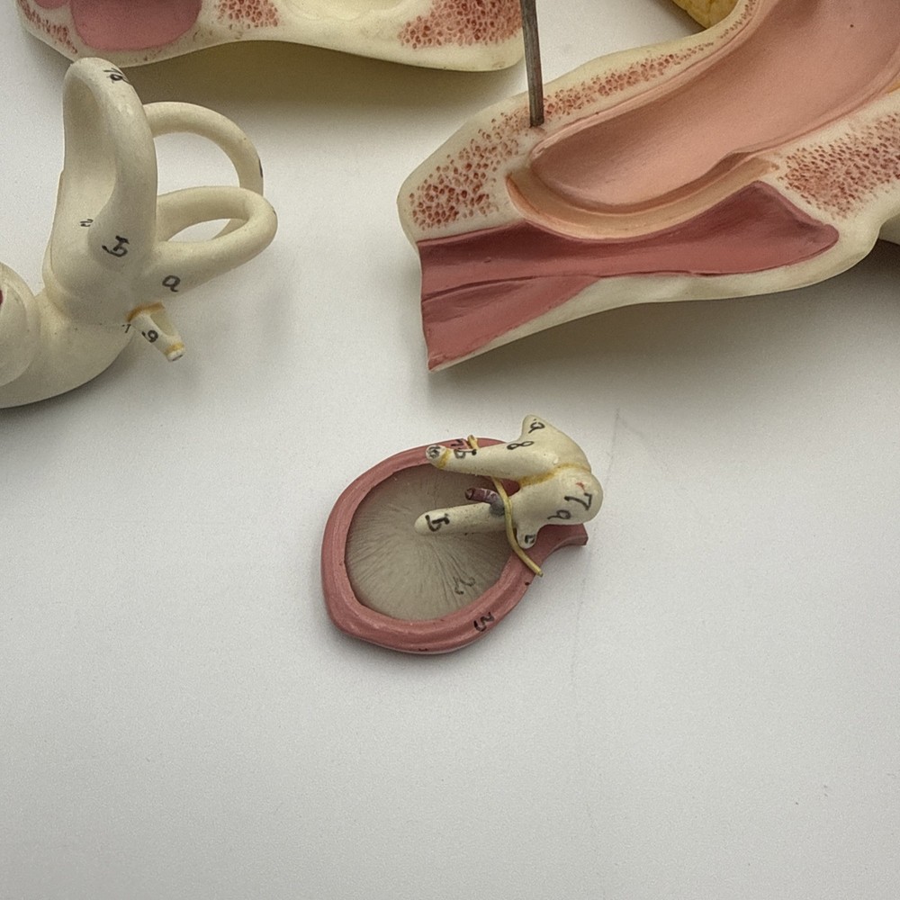 Somso DS5 Ear Anatomical Model - Hearing Inner Ear
