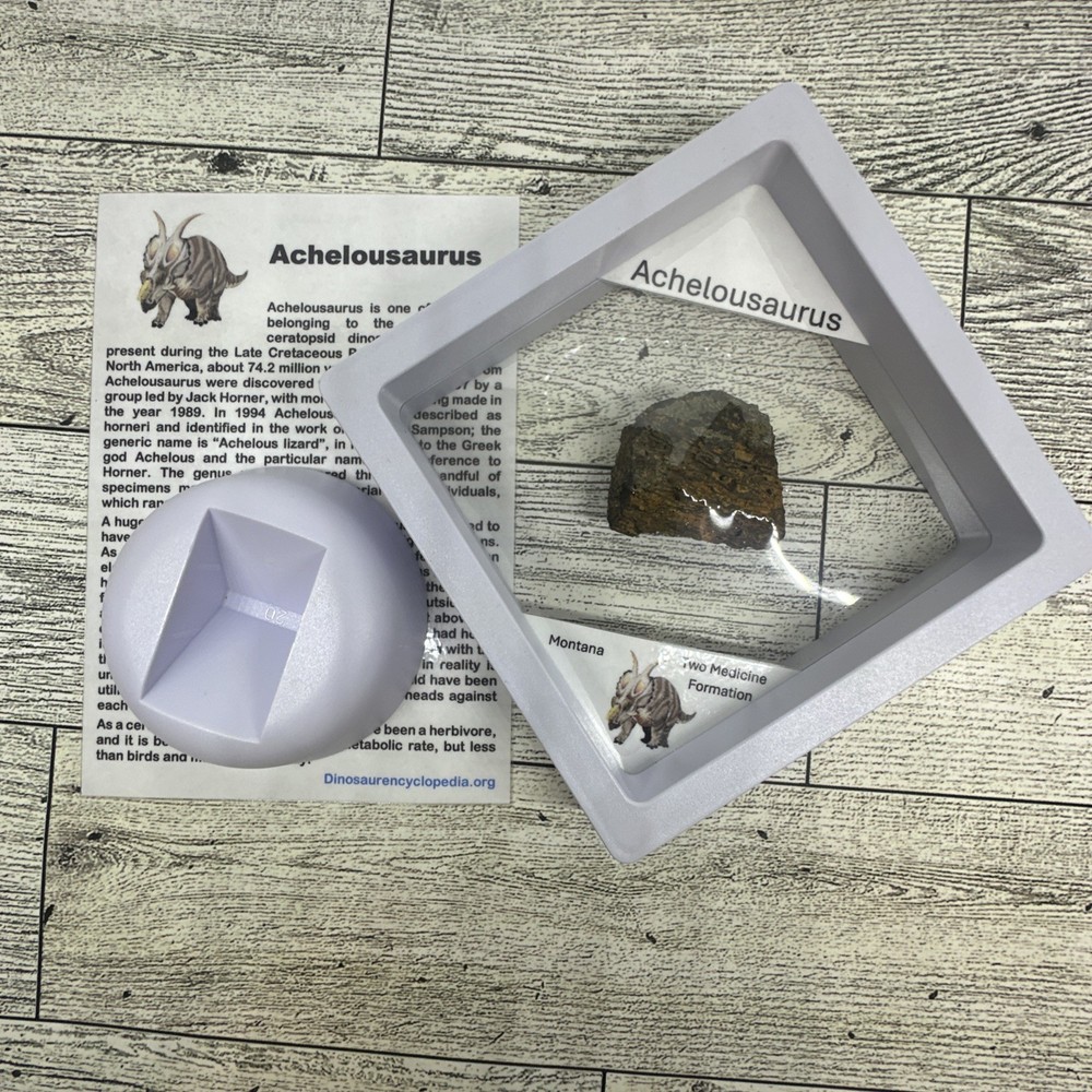 Achelousaurus Extinct Ceratops Dinosaur Bone Fossil in Display Case