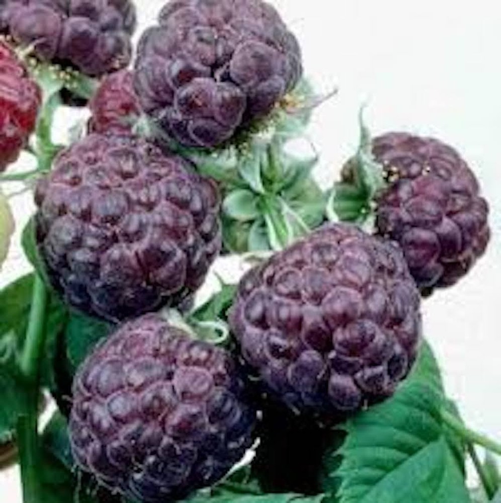 1 Glencoe Raspberry Plant Thornless Purple Raspberry Starter Plug
