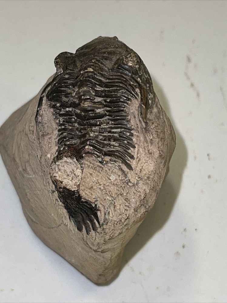 2.5 in) Trilobite