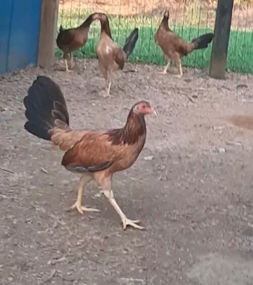 24 Chicken Hatching Eggs