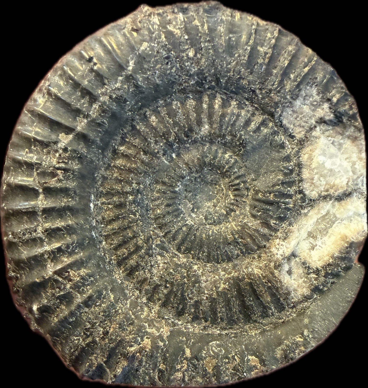 Fossil Ammonite - Dactylioceras sp. Great Britain. Crystals