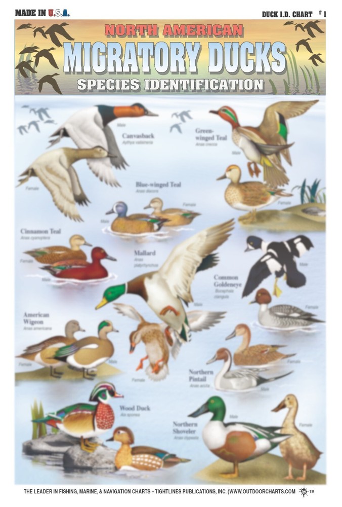 Duck Identification #1 (North American Ducks) - Waterproof Quick Reference Guide