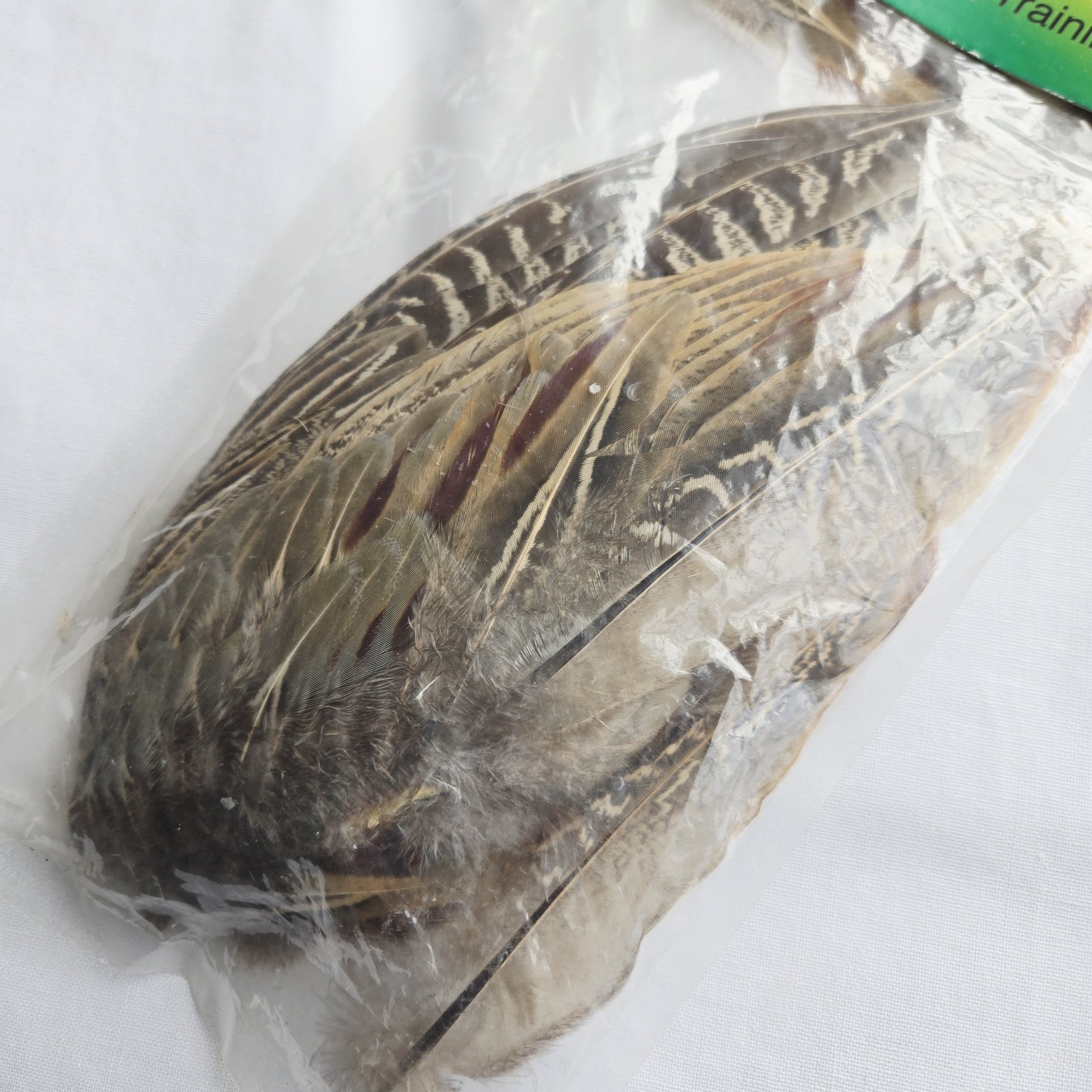 Wild Pheasant Wings Bird Dog Training Hunting Decor