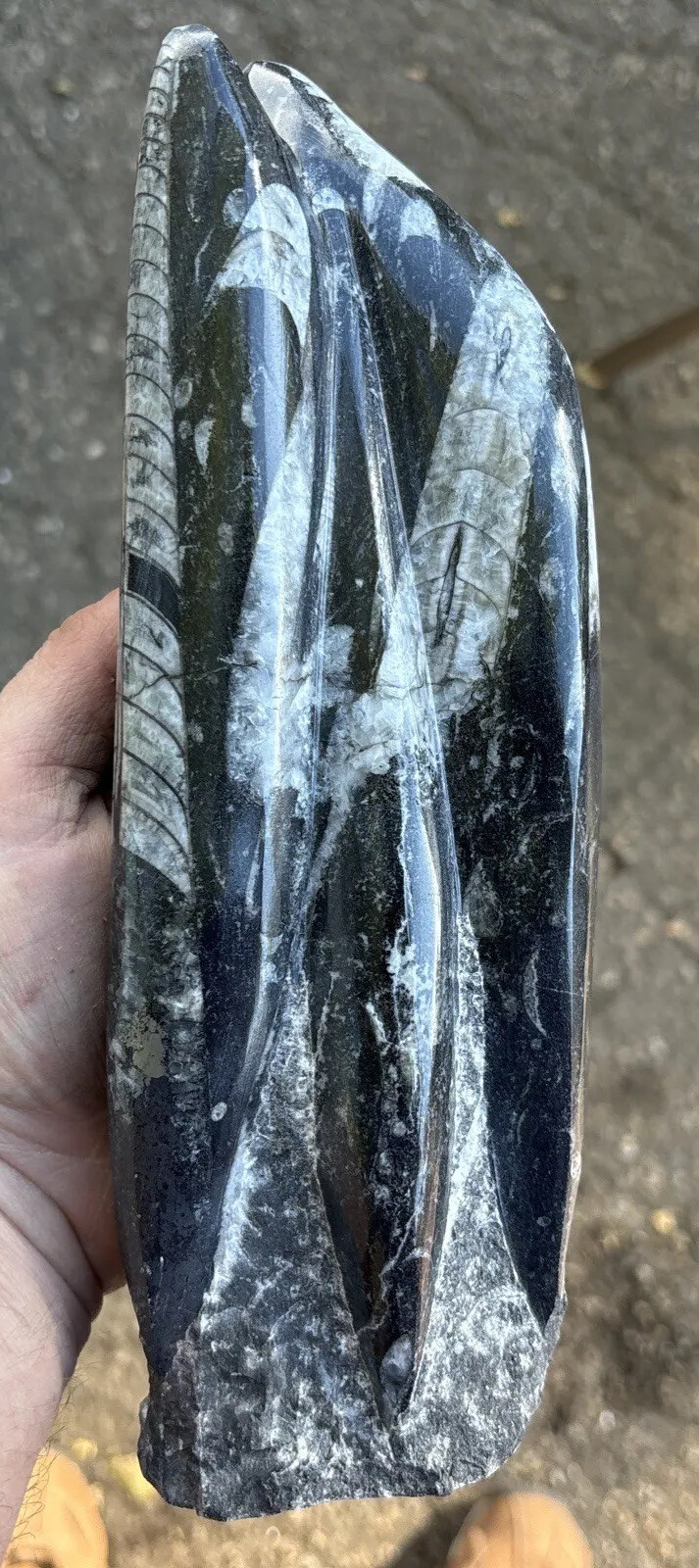 8 Inches tall standing Orthoceras fossil