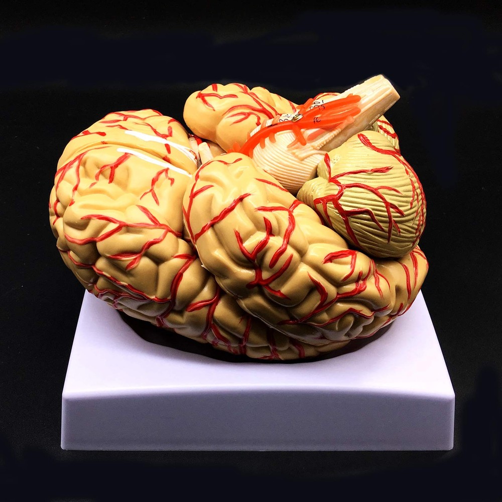 Human Brain Model, Anatomically Accurate Brain Model 8-Part Human Brain Anato...