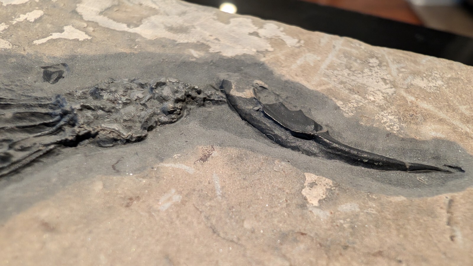 Gogia granulosa Fossil Wheeler/Marjum Formation, Utah Cambrian Proto-echinoderm