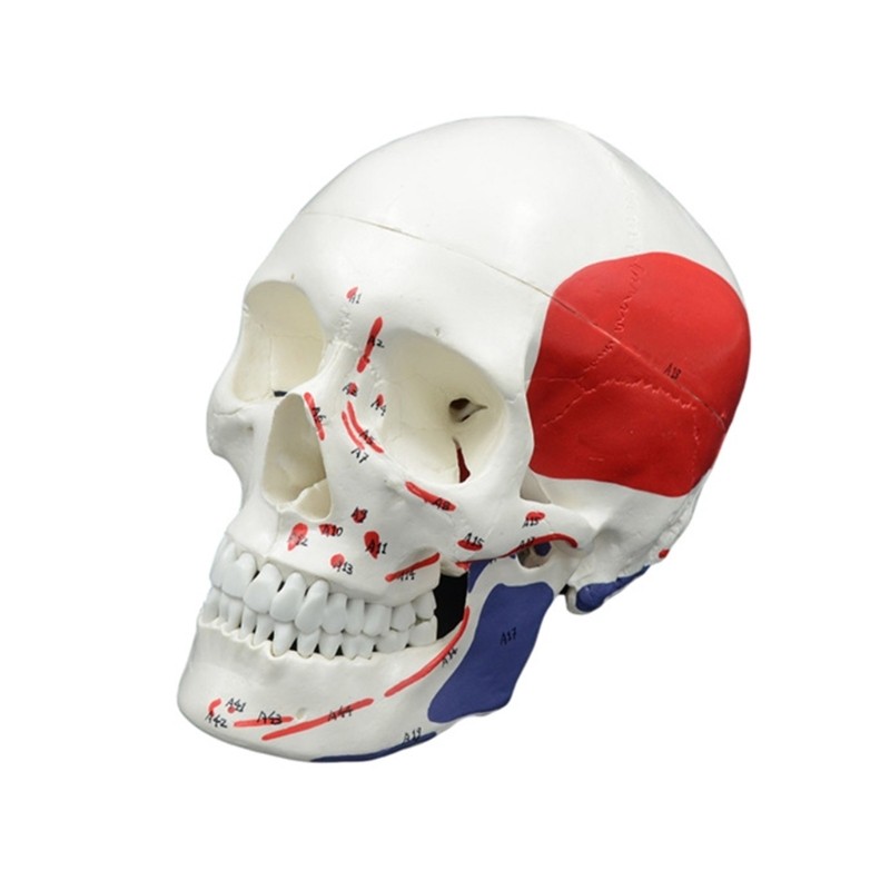 Anatomical Head Bone Model, Number Coded Human Anatomy Skull Model Teaching Aids