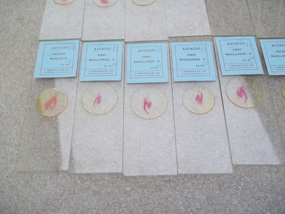 Vintage Glass Microscope Slides -