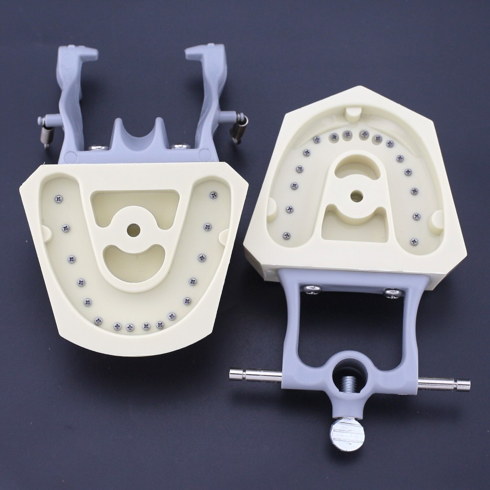 US Columbia Dentoform 860 Type Dental Typodont Model & 32pcs Removable Teeth