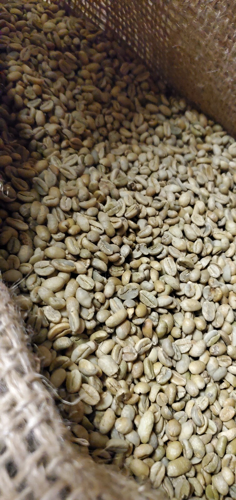 5 LBS ETHIOPIAN ETHIOPIA LEKEMPTI GREEN UNROASTED COFFEE BEANS - ARABICA