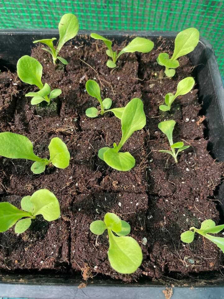 Ladbrooke Genuine Soil Block Maker - Mini 4 Hand Held. Authorized Reseller