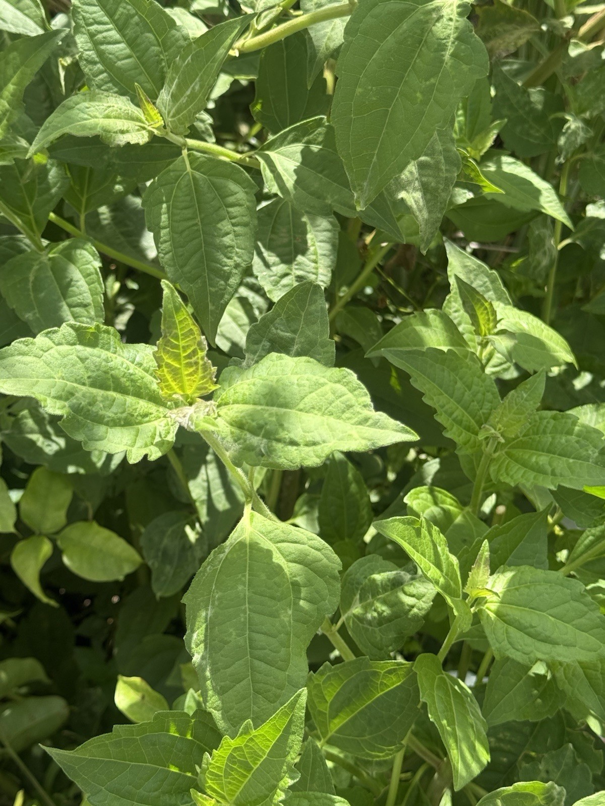 EWE Rompe Saraguey (ewe Akintola) PLANTA  religion yoruba ifa africana santeria