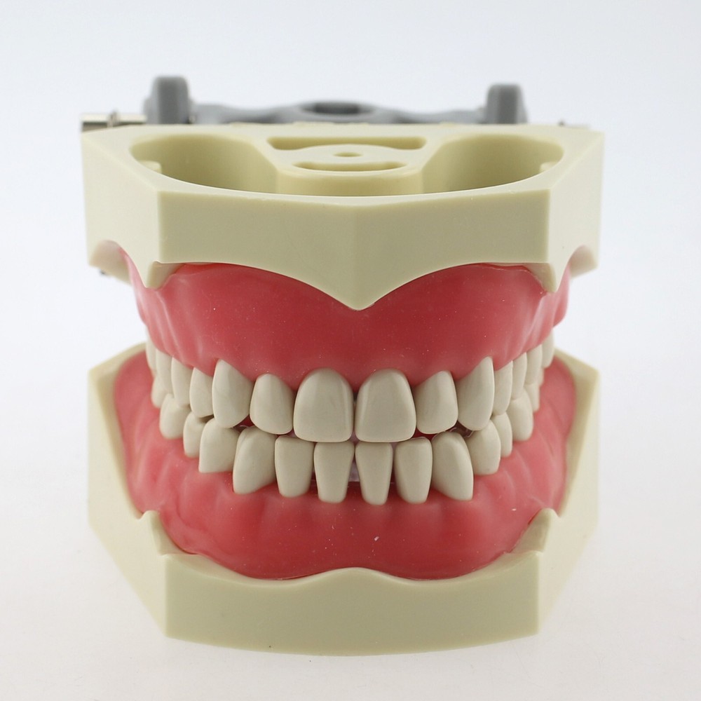Dental Typodont Teeth Model Columbia 860 32 Removable Teeth Training Dentoform