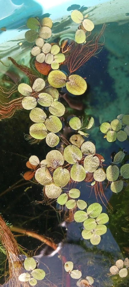 Floating Plant Combo