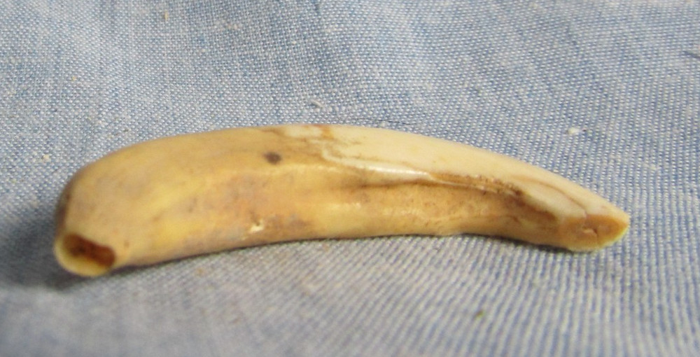 ANTIQUE WILD WART HOG TUSK TOOTH