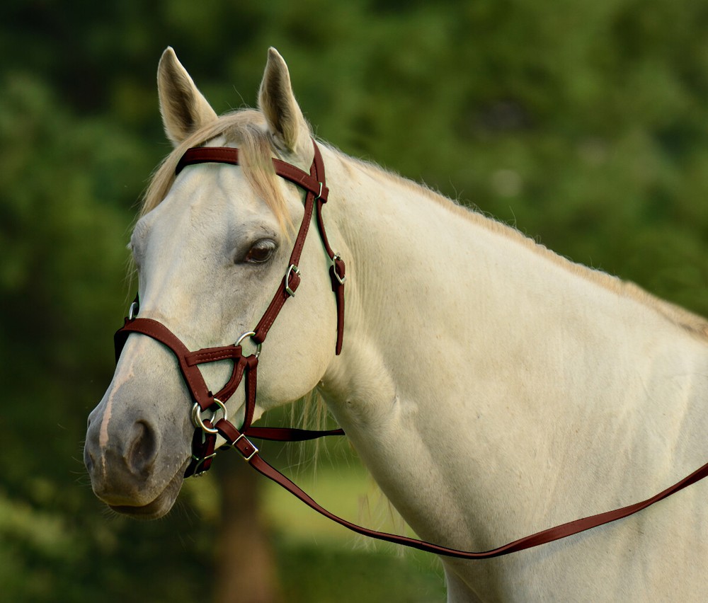 DRAFT HORSE SIZE Any Color SIDEPULL Bitless BRIDLE & REINS made w Beta Biothane