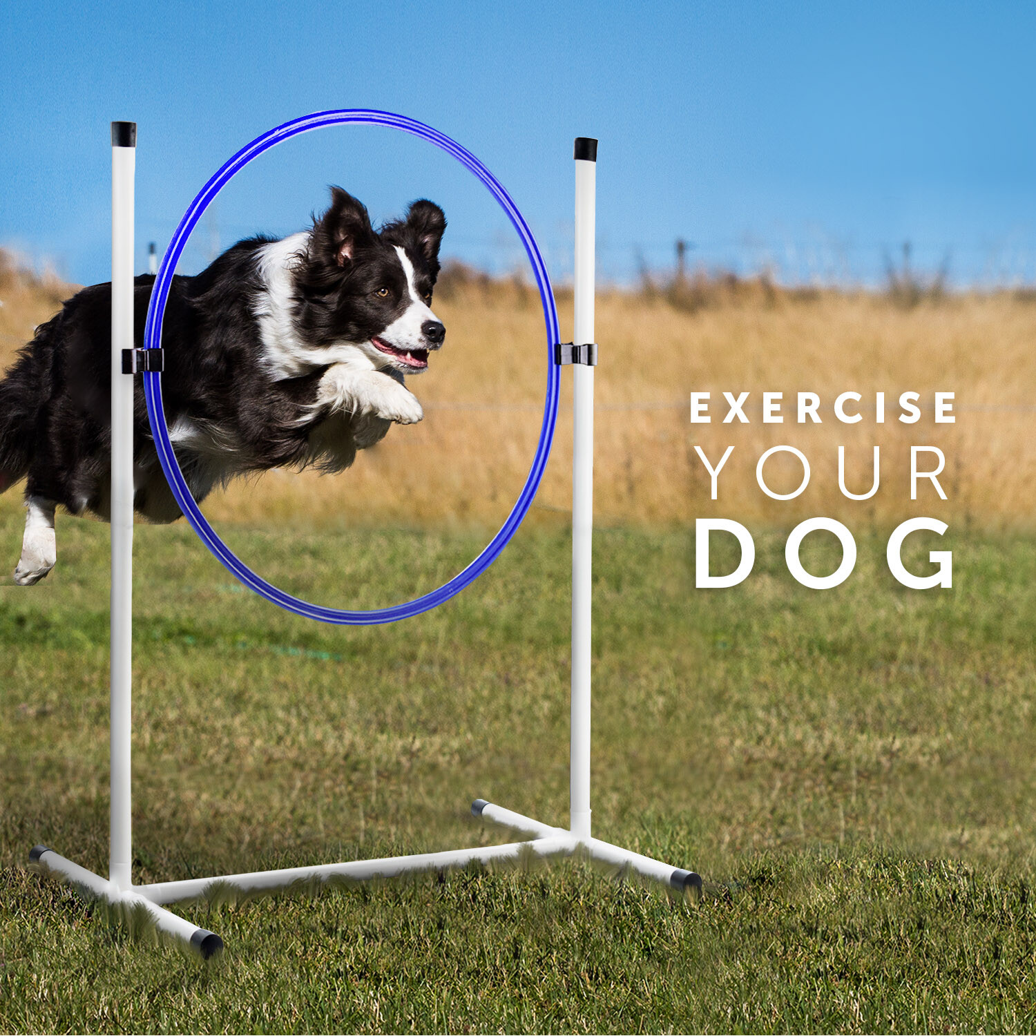 Better Sporting Dogs Complete Starter Agility Set for Dogs 5 Piece Set