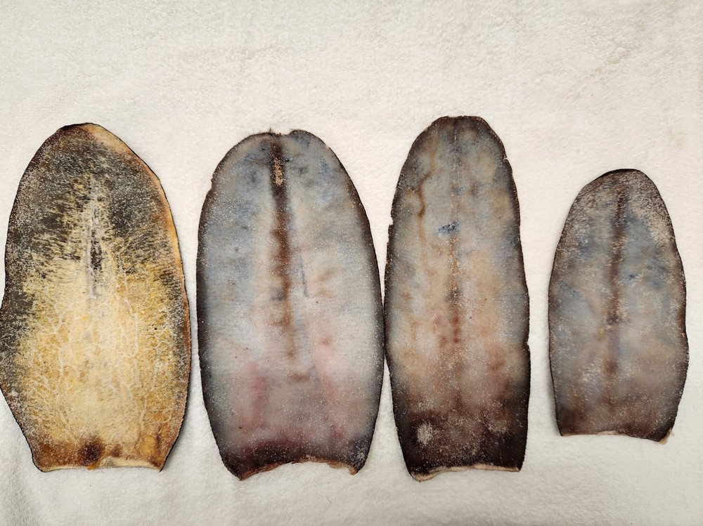 Beaver Tails
