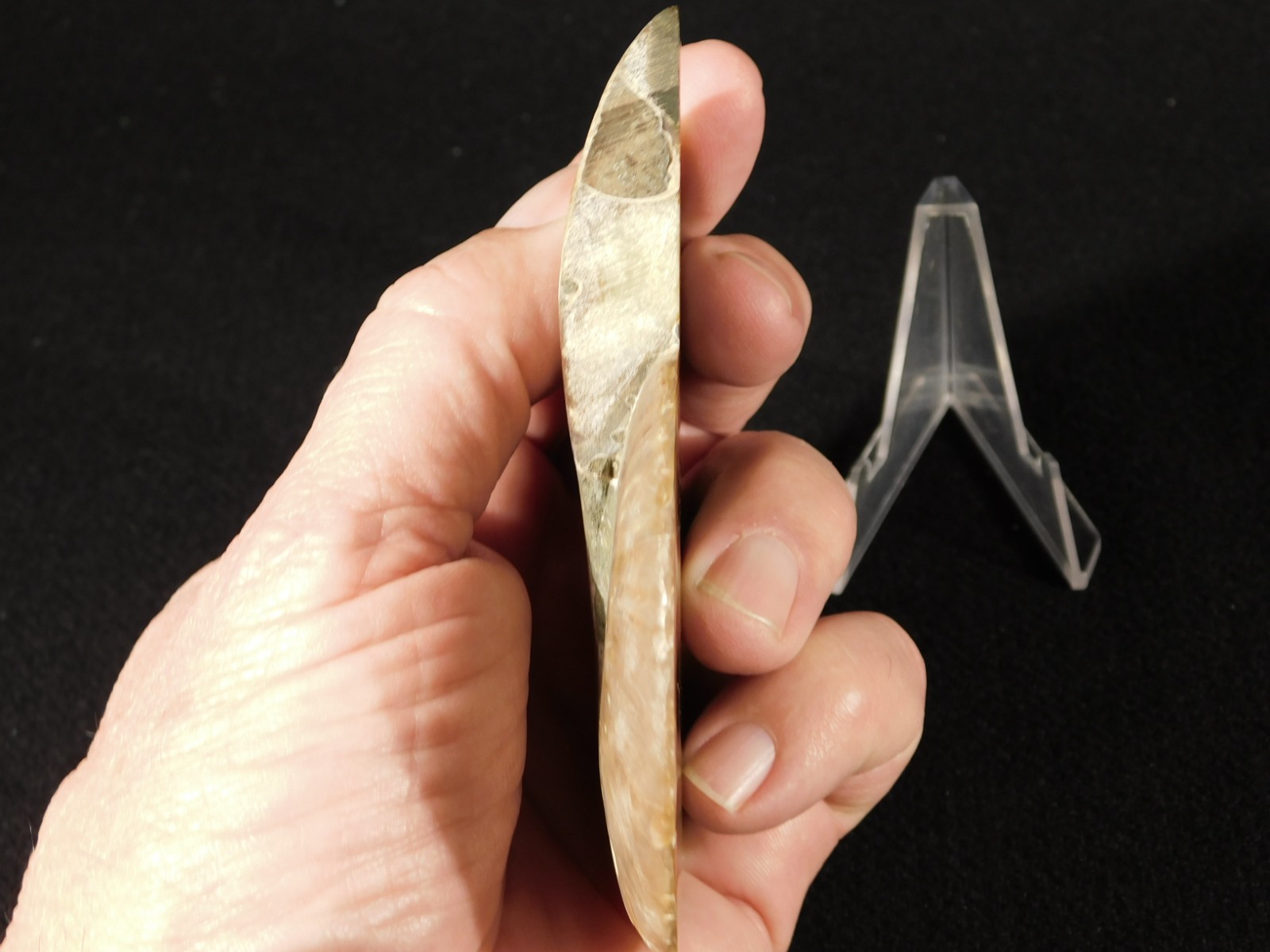 Larger! Cut and Polished AAA Cleoniceras AMMONITE Fossil From Madagascar 149gr