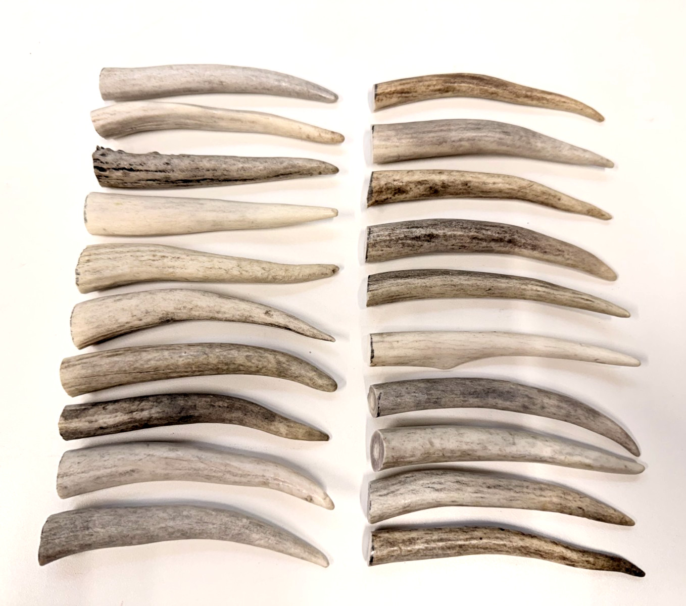 Deer Antler Tips (4"), Rustic Ornaments, Natural Jewelry Supplies (10 pc)