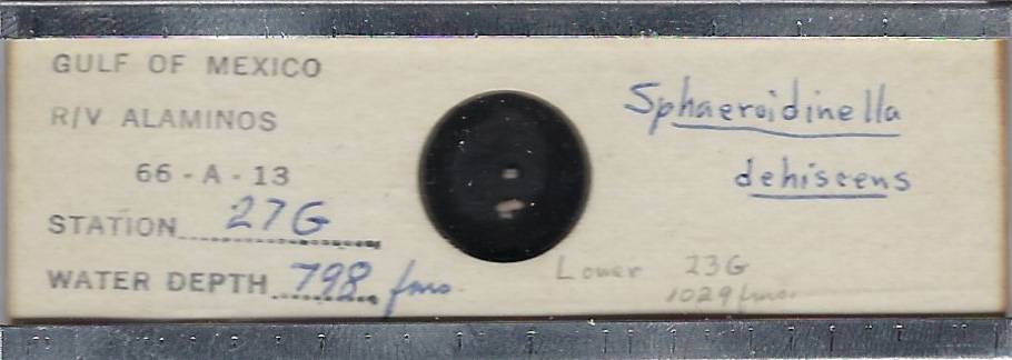 Foraminifera Sphaeroidinella dehiscens Microfossil Microscope Slide