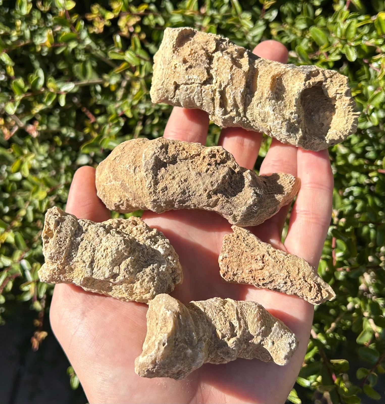 BIG Texas Fossil Horn Coral LOT OF 5 Caninia sp. Pennsylvanian Age
