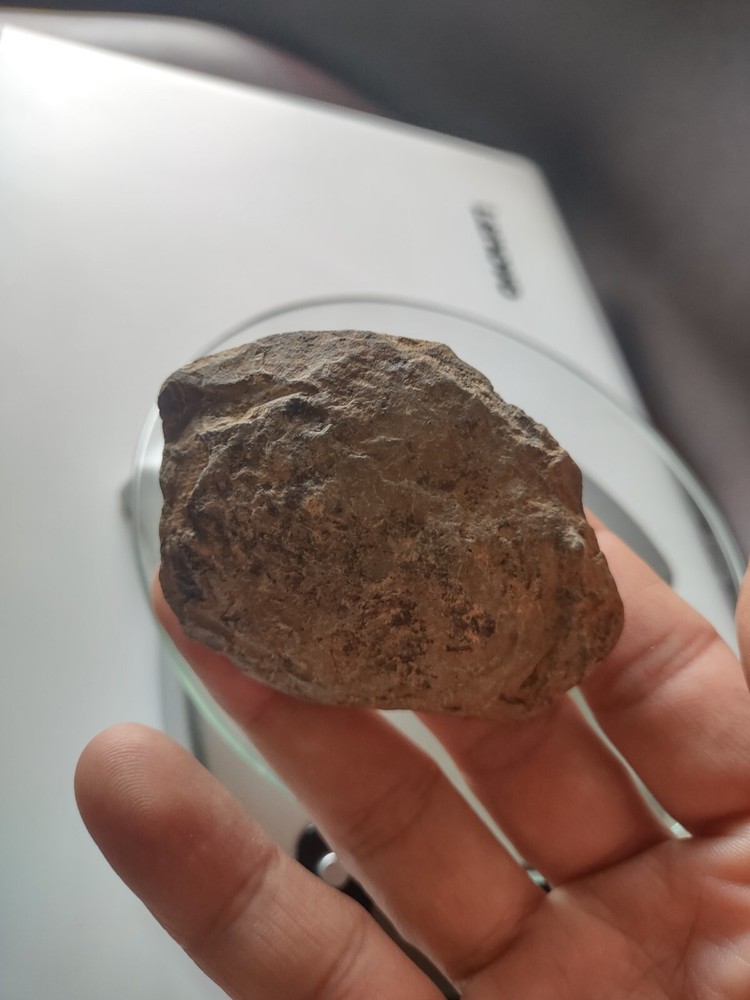 Natural trilobite fossil