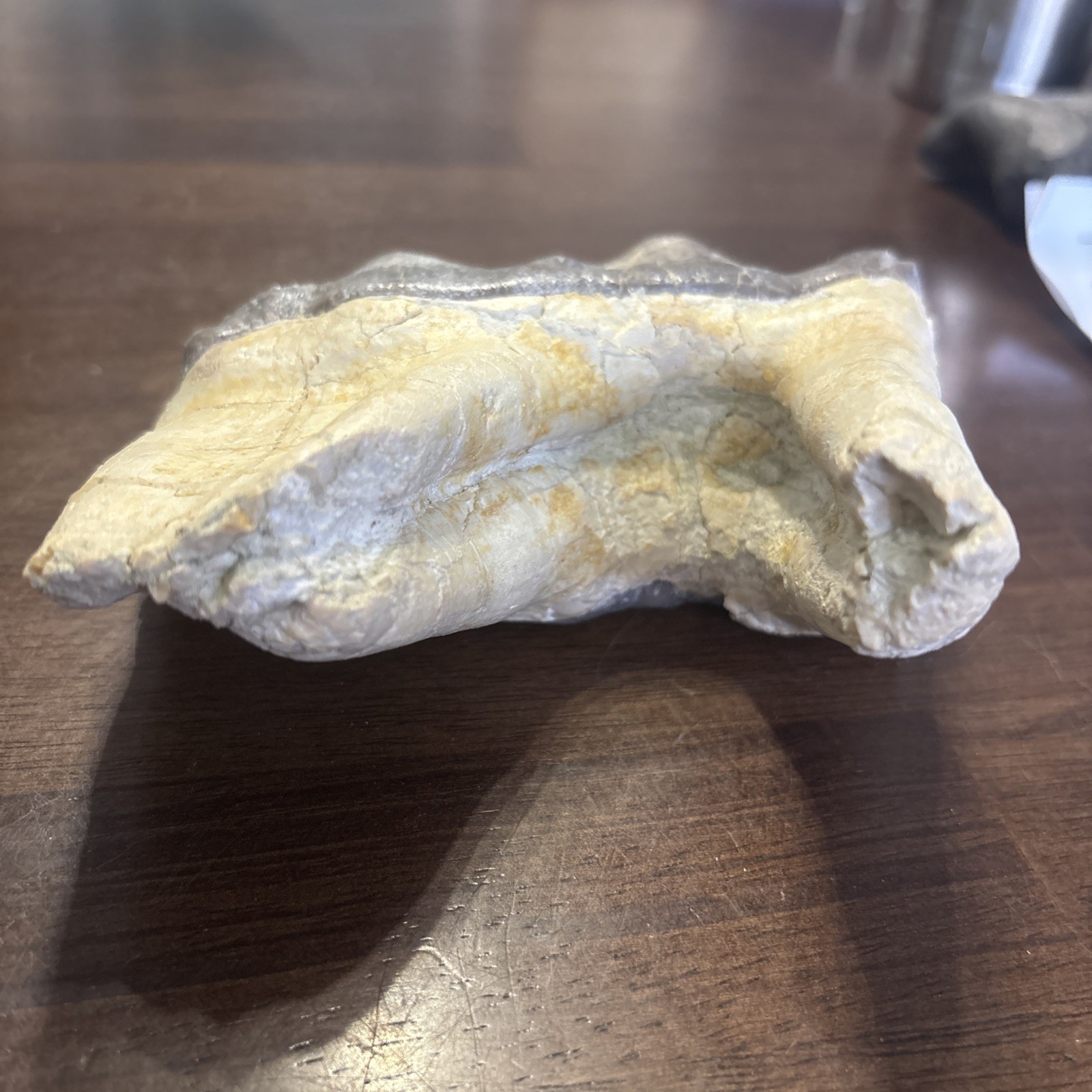 Rhino Lower molar Titanothere Late Eocene 35 Mill Fossil