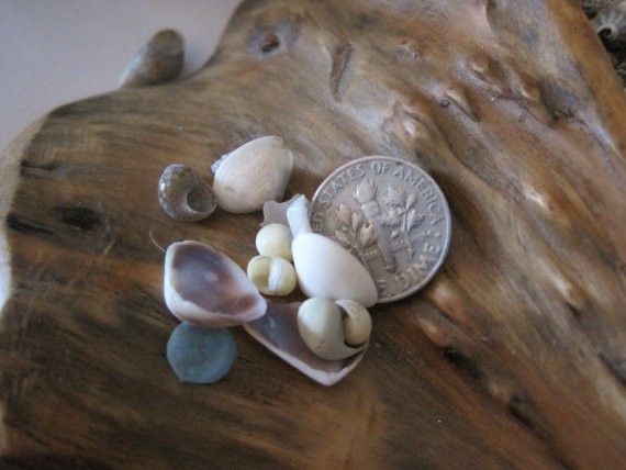 Tiny Mixed Shells (1 cup - 250+) Craft Shells, Tiny Shells, Natural, Supply