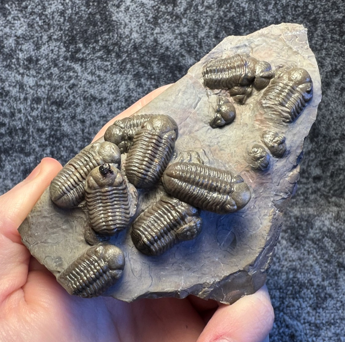 Austerops Trilobite Fossil Mortality Plate – Multiple Trilobites, Jorf