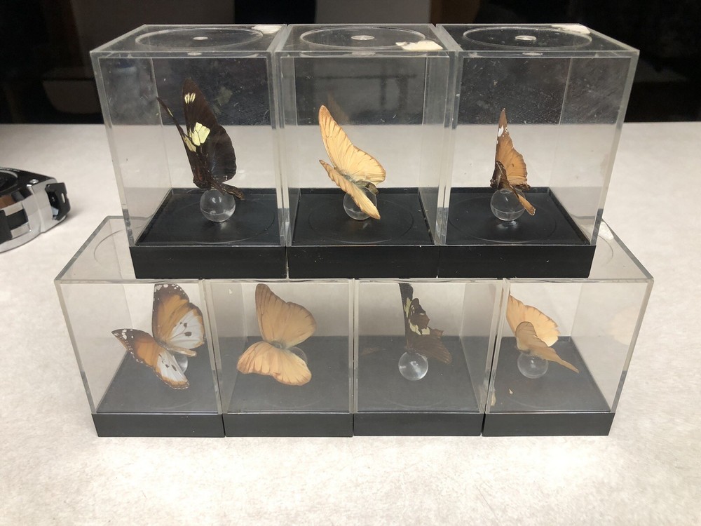 7 Mounted Butterfly Specimens In Acrylic Cases