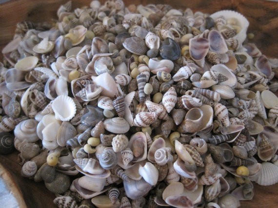 Tiny Mixed Shells (1 cup - 250+) Craft Shells, Tiny Shells, Natural, Supply