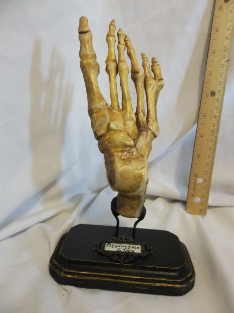 6/Six Digits Toes Polydactyly Skeleton Foot Sideshow Gaff Oddity Curiosity OOAK