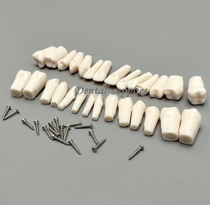 Dental Study Teeth Models Technician Practice Preparation Removable Tooth Nissin