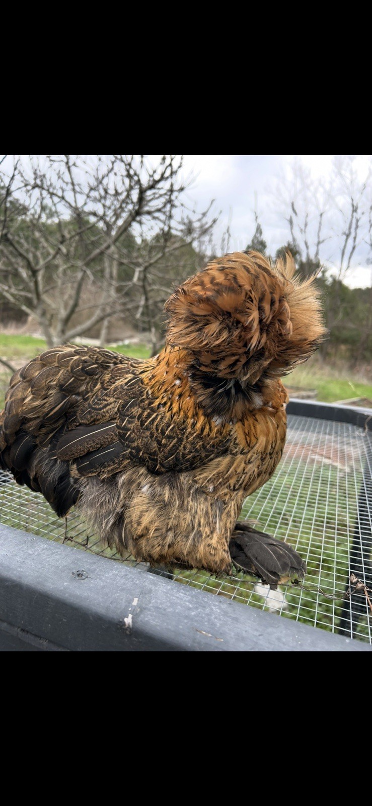 12+ Mille Fleur Satin Hatching Eggs NPIP & AI Clean.