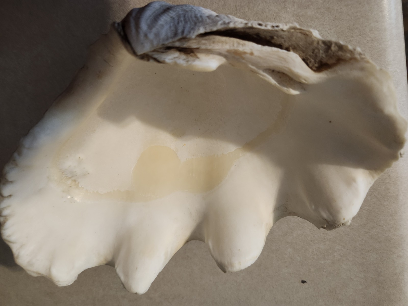 Clam Shell Tridacna Large