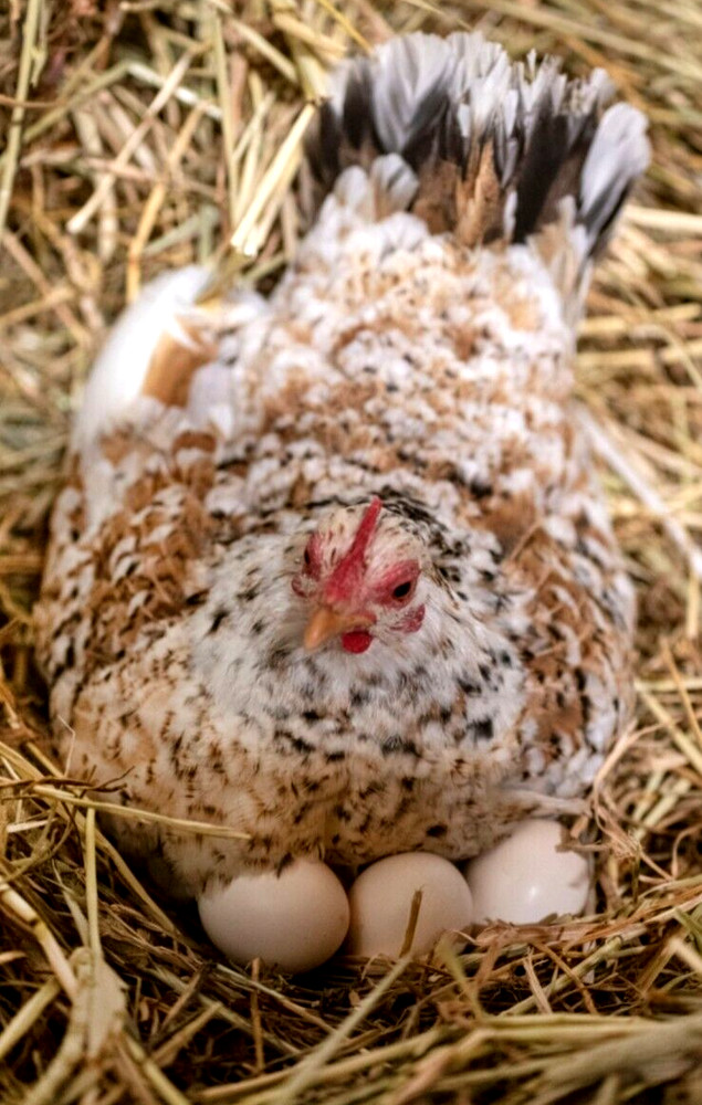 6 NPIP/AI CLEAN SERAMA BANTAM HATCHING EGGS ●SHOW QUALITY●MICRO MINI TEA CUP