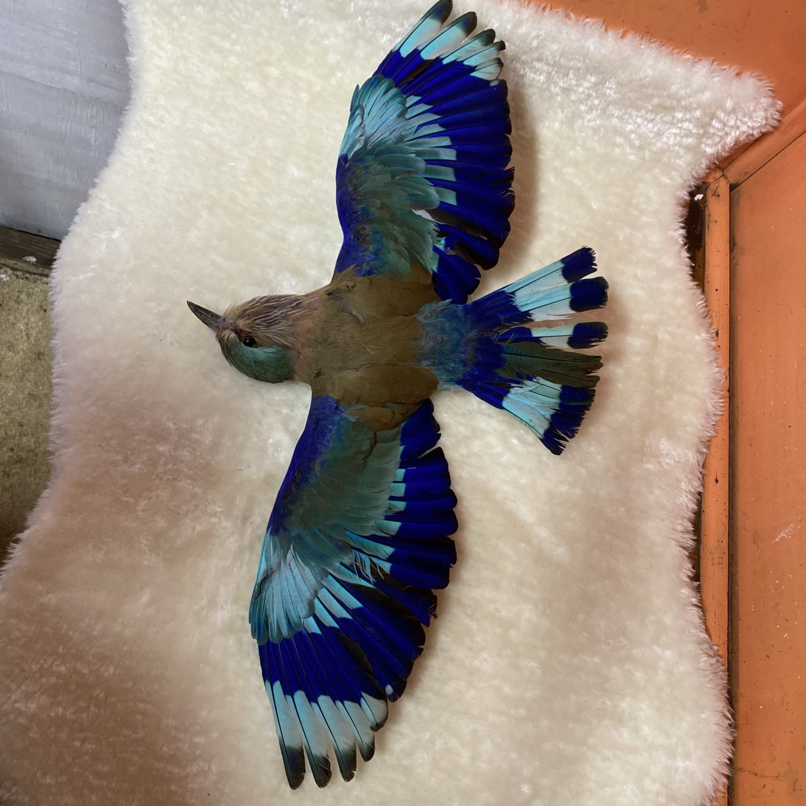 taxidermy blue Indian Roller not listed by cites