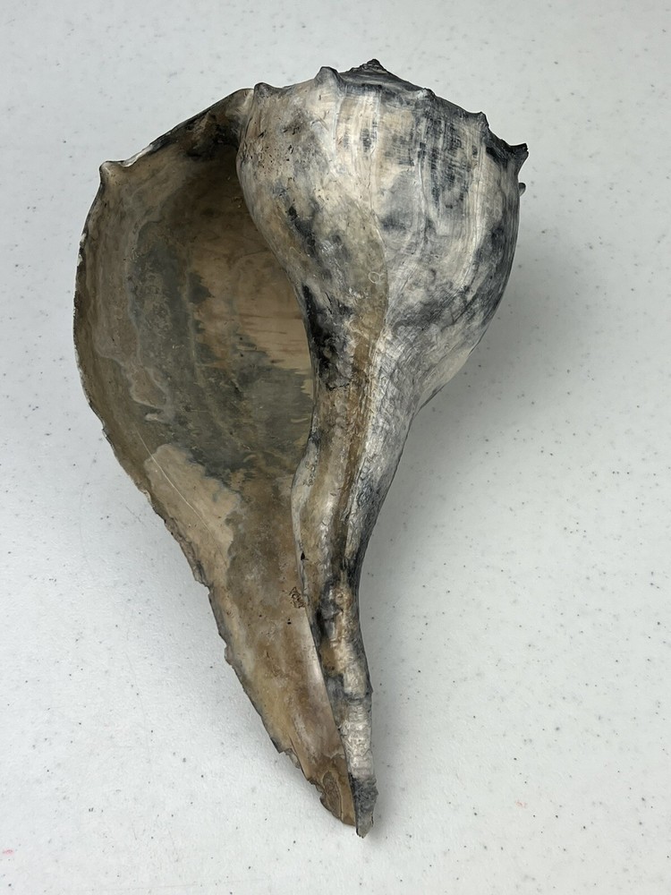RARE Fossilized * BONE VALLEY BLUE * WHELK Shell Pliocene Era.