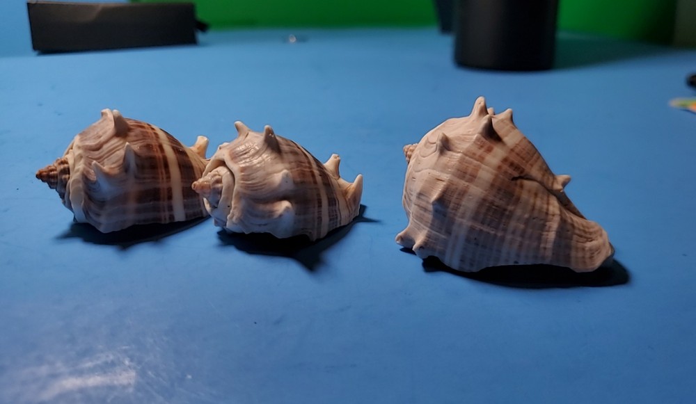 3-MELONGQUA BISPINOSA SEA SHELLS.