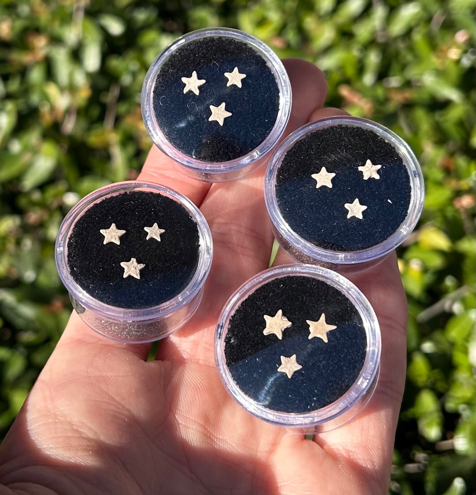 Utah Fossil Star Crinoids in Case ONE PER PURCHASE Pentacrinus Jurassic Age