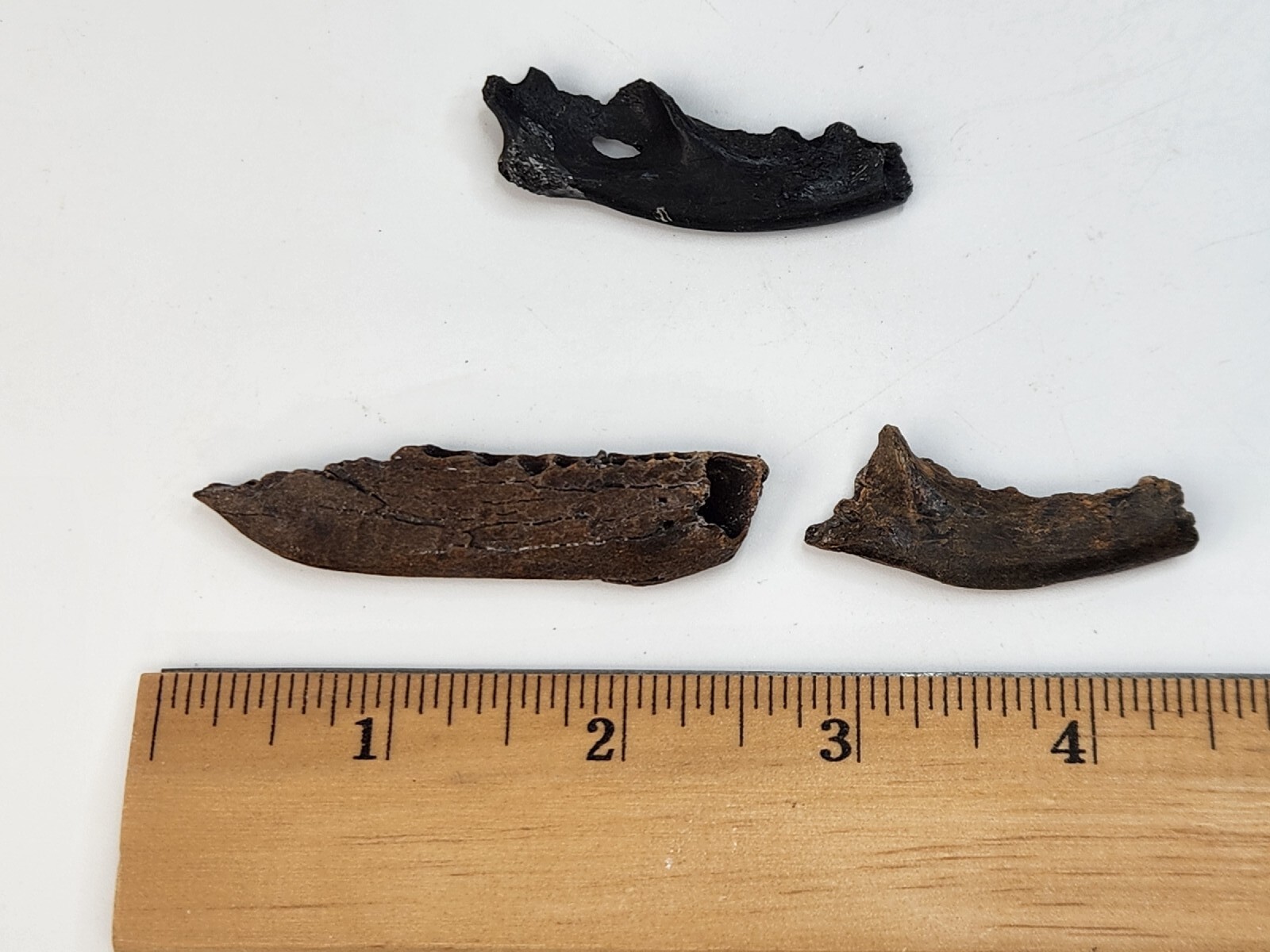 Mammal Jaw Fossil - Florida - Pleistocene Ice Age - 1 Per Purchase