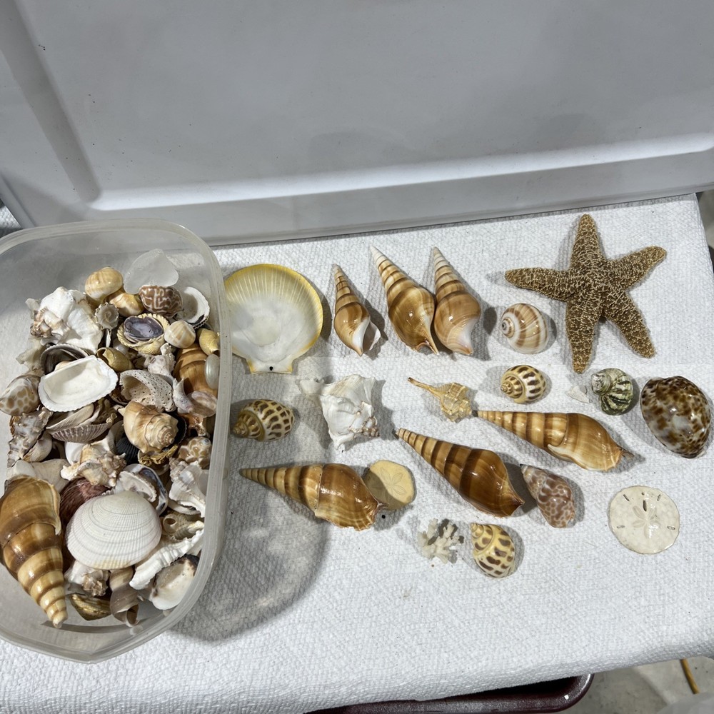 Sea Shells Entire Tub B4