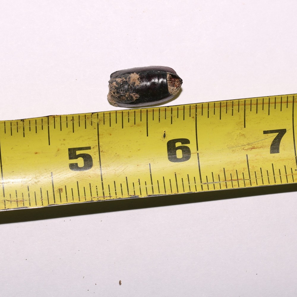 Beetle Shell Shed - Hell Creek Formation Cretaceous Beautiful Specimen